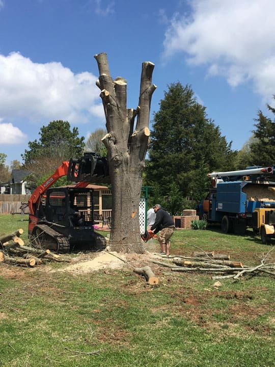 Carolina Tree Works Rock Hill SC Tree Removal